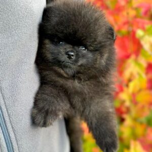 Jett Pomeranian