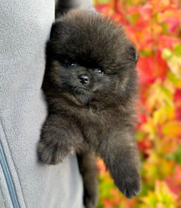 Jett Pomeranian