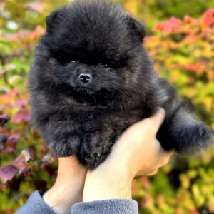 Jett Pomeranian