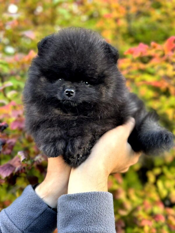Jett Pomeranian