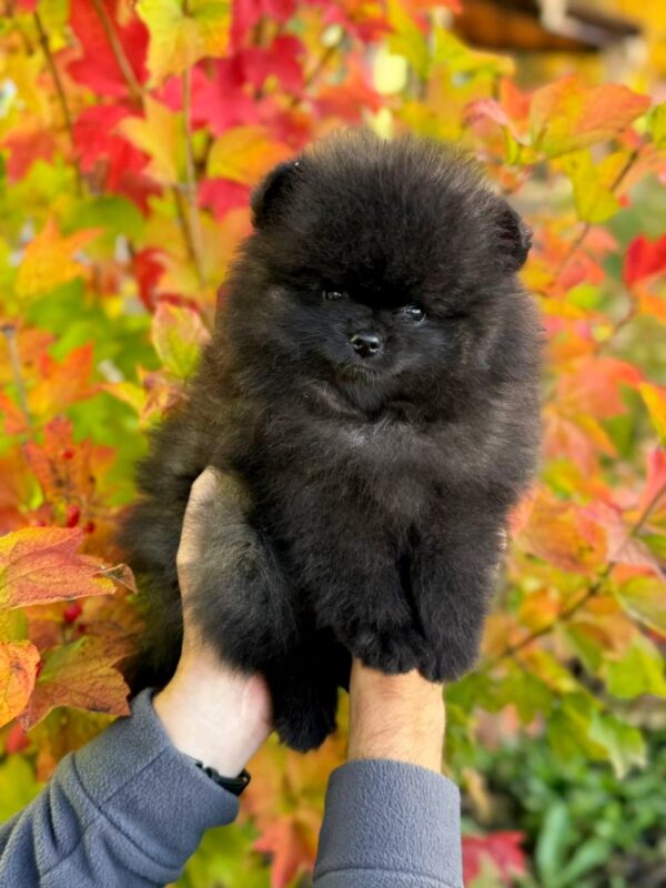 Jett Pomeranian