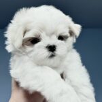 Jeyla-female-Maltese-puppy-for-sale-1