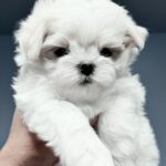 Jeyla-female-Maltese-puppy-for-sale-2