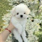 Jeys-male-Maltese-puppy-for-sale-1