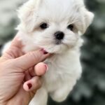 Jeys-male-Maltese-puppy-for-sale-2