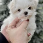 Jeys-male-Maltese-puppy-for-sale-3