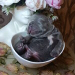 Jimi-male-french-bulldog-puppy-for-sale-1 (1)