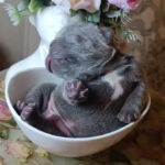 Jimi-male-french-bulldog-puppy-for-sale-1 (3)