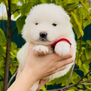 Jolie Samoyed