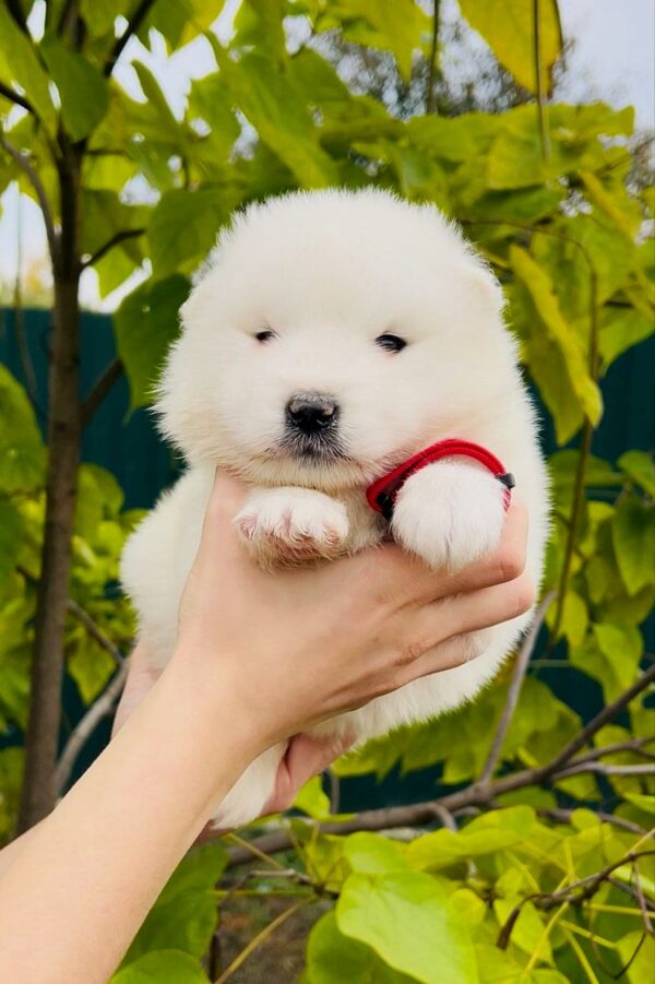 Jolie Samoyed
