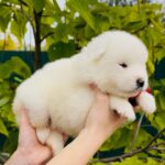 Jolie-female-Samoyed-puppy-for-sale-2