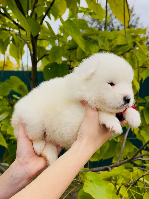 Jolie Samoyed