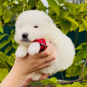 Jolie Samoyed
