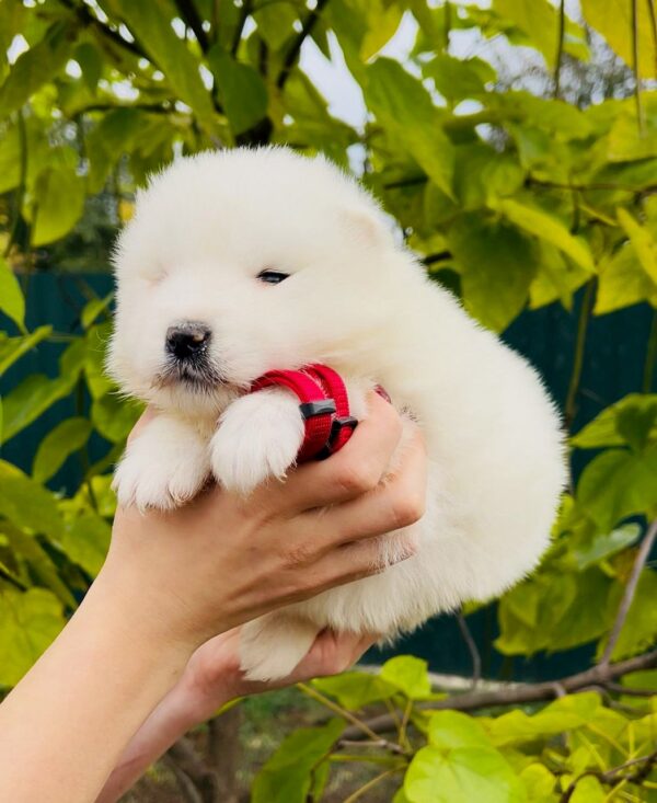 Jolie Samoyed