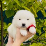 Jolie-female-Samoyed-puppy-for-sale-4