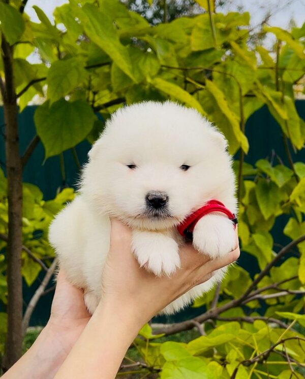 Jolie Samoyed