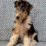 Jack Fox Terrier Jack Fox Terrier