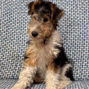 Jony Fox Terrier Jony Fox Terrier