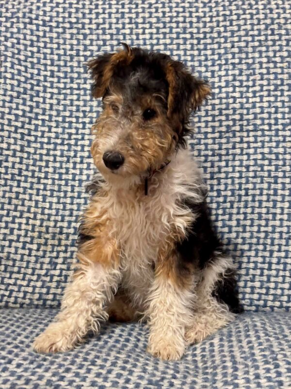 Jony Fox Terrier