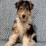 Jony-male-Fox-puppy-for-sale-2