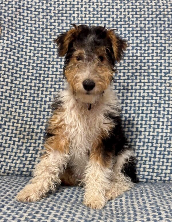 Jony Fox Terrier