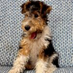 Jony-male-Fox-puppy-for-sale-3