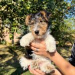 Jony-male-Fox-puppy-for-sale-4