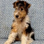Jony-male-Fox-puppy-for-sale-5
