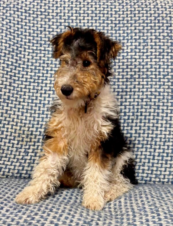Jony Fox Terrier