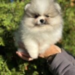 Jude-male-Pomeranian-puppy-for-sale-1