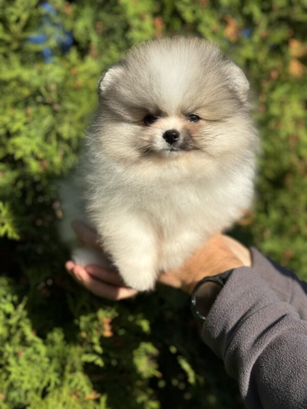 Jude Pomeranian