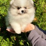 Jude-male-Pomeranian-puppy-for-sale-2