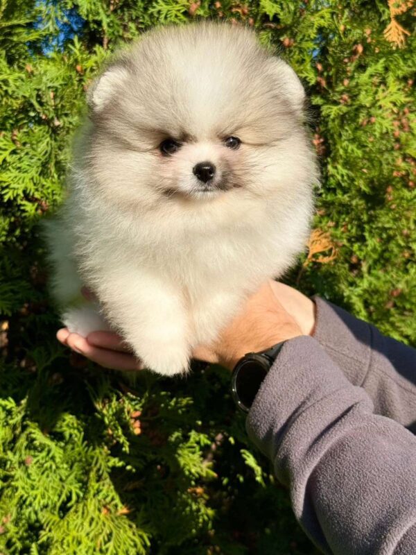 Jude Pomeranian