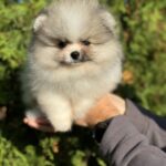 Jude-male-Pomeranian-puppy-for-sale-3