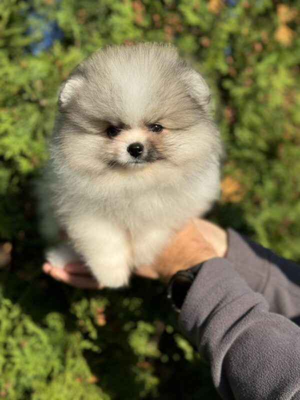 Jude Pomeranian