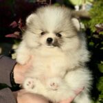 Jude-male-Pomeranian-puppy-for-sale-4
