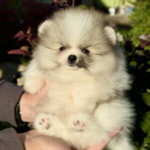 Jude Pomeranian