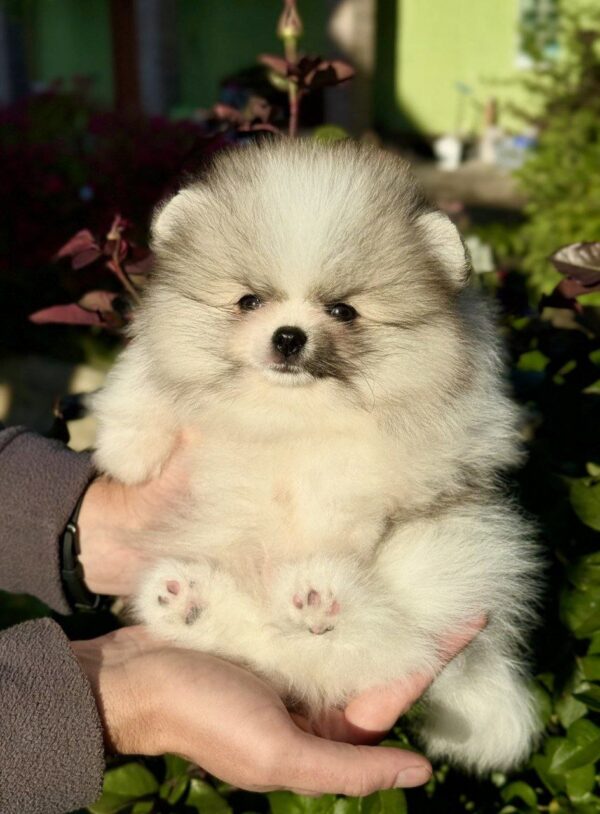 Jude Pomeranian