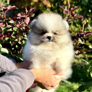 Jude Pomeranian