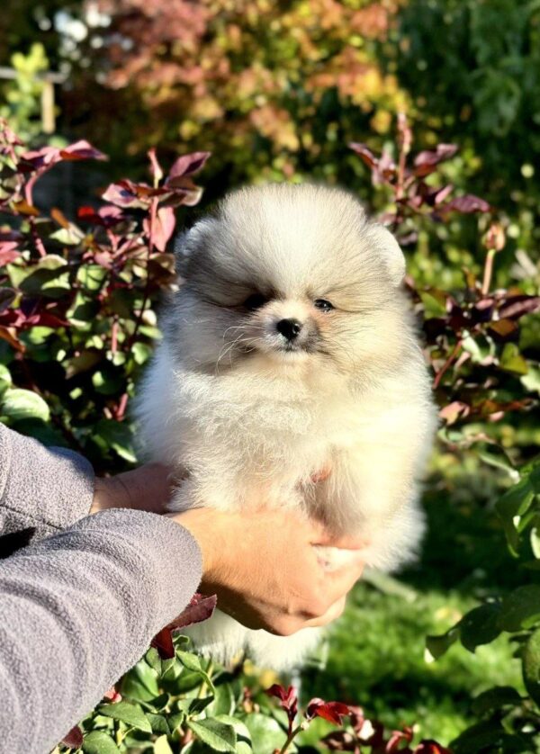 Jude Pomeranian