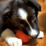 Juno-male-Border-Collie-puppy-for-sale-1