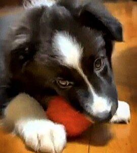 Juno Border Collie