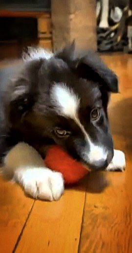 Juno Border Collie Juno Border Collie
