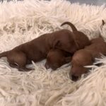 Just Girls Miniature Poodle