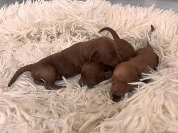Just Boys Miniature Poodle