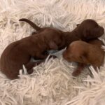 Just-boys-miniature-poodle-puppy-for-sale- (2)