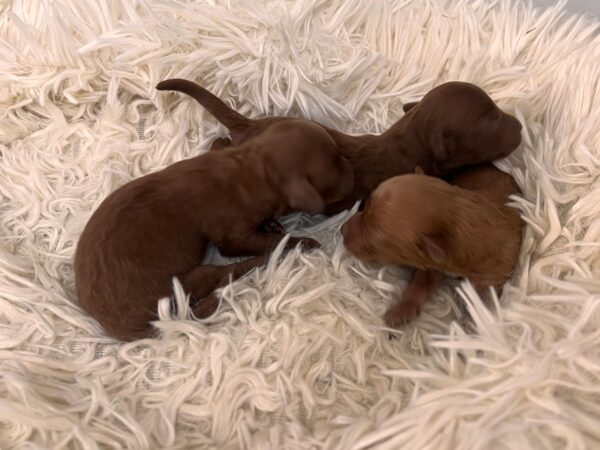 Just Boys Miniature Poodle
