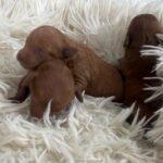 Just-boys-miniature-poodle-puppy-for-sale- (3)