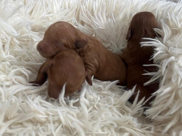 Just Boys Miniature Poodle