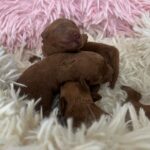 Just-girls-miniature-poodle-puppy-for-sale- (1)